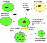 How hybrid embryos are made
