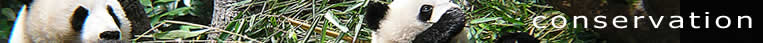 Caption: Conservation - over a background showing Giant Pandas eating bamboo.