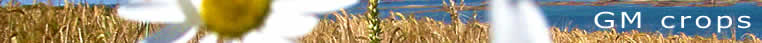 Section Heading: GM Crops, placed over a photo of wild flowers growingin a field of grain.