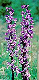 Early Purple Orchids