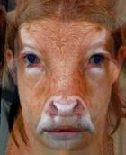 half human half cow?