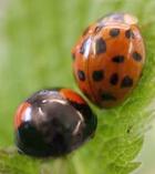 Harlequin ladybird