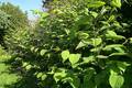 Japanese Knotweed