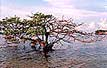 A mangrove tree sits with its feet in the shallow water.