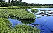 Waters flow through marshy reed beds.