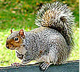 Grey Squirrel