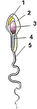 Diagram of a human sperm