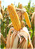 A ripe maize/corn head