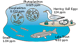 Diagram showing PCB accumulation in marine life, eventually ending up in the Herring Gull.