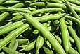 Broad bean pods